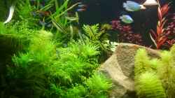 Aquarium Becken 8766