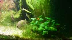 Aquarium Becken 8766