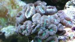 Dekoration im Aquarium Becken 8816