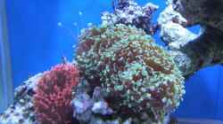 Pflanzen im Aquarium Becken 8816