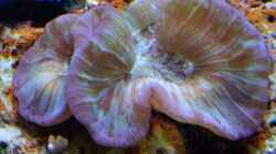 Pflanzen im Aquarium Becken 8816