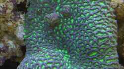 Pflanzen im Aquarium Becken 8816
