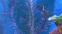 Dekoration im Aquarium Becken 8816