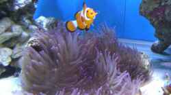 Pflanzen im Aquarium Becken 8816