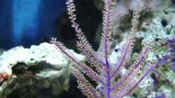 Pflanzen im Aquarium Becken 8816