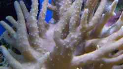 Pflanzen im Aquarium Becken 8816