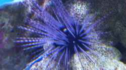 Besatz im Aquarium Becken 8816