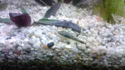 Besatz im Aquarium Becken 8914