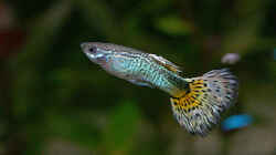 Besatz im Aquarium Becken 8914