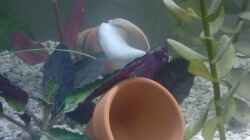 Dekoration im Aquarium Becken 8914