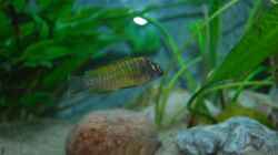 Tropheus Nkonde bright Yellow