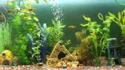 Aquarium Becken 8958