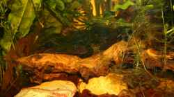 Dekoration im Aquarium Becken 9111