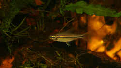 Neolebias unifasciatus