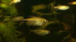 Brycinus longipinnis