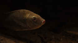 Sarotherodon galilaeus multifasciatus