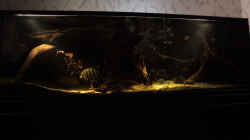 Aquarium Großcichliden Afrikas