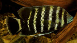 Tilapia buttikoferi