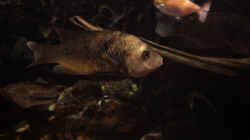 Sarotherodon galilaeus multifasciatus