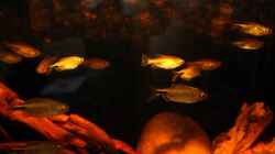 Aquarium Großcichliden Afrikas