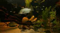 Aquarium Großcichliden Afrikas