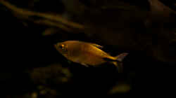 Brycinus longipinnis