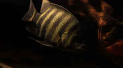 Tilapia buttikoferi