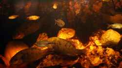 Aquarium Großcichliden Afrikas