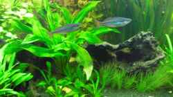Besatz im Aquarium Becken 9179