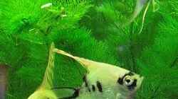 Besatz im Aquarium Becken 9179
