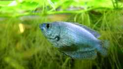 Besatz im Aquarium Becken 9193