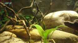 Aquarium Becken 9246