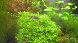 Hemigrammus erythrozonus
