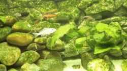 Aquarium Becken 94