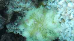 Gelbe Anemone (Heteractis crispa oder Heteractis magnifica??) 