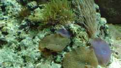 Dekoration im Aquarium Becken 9400
