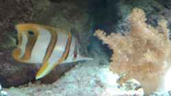 Pinzettenfisch