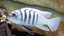 Cynotilapia Gallireya Reef male