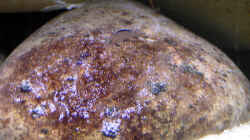 Elongatus Nachwuchs, 08.03.09