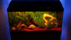 Aquarium Becken 9453