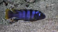 Labidochromis Red Top Mbamba Bay Weibchen