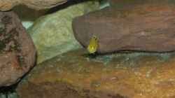 Besatz im Aquarium Becken 9484