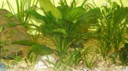 Pflanzen im Aquarium Becken 9533