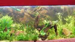 Pflanzen im Aquarium Becken 9533
