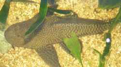 Besatz im Aquarium Becken 9533