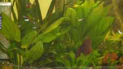 Pflanzen im Aquarium Becken 9533