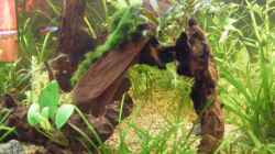 Dekoration im Aquarium Becken 9533