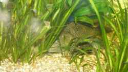 Besatz im Aquarium Becken 9533
