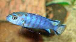 Pseudotropheus elongatus mpanga