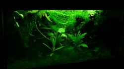 Pflanzen im Aquarium Becken 9559